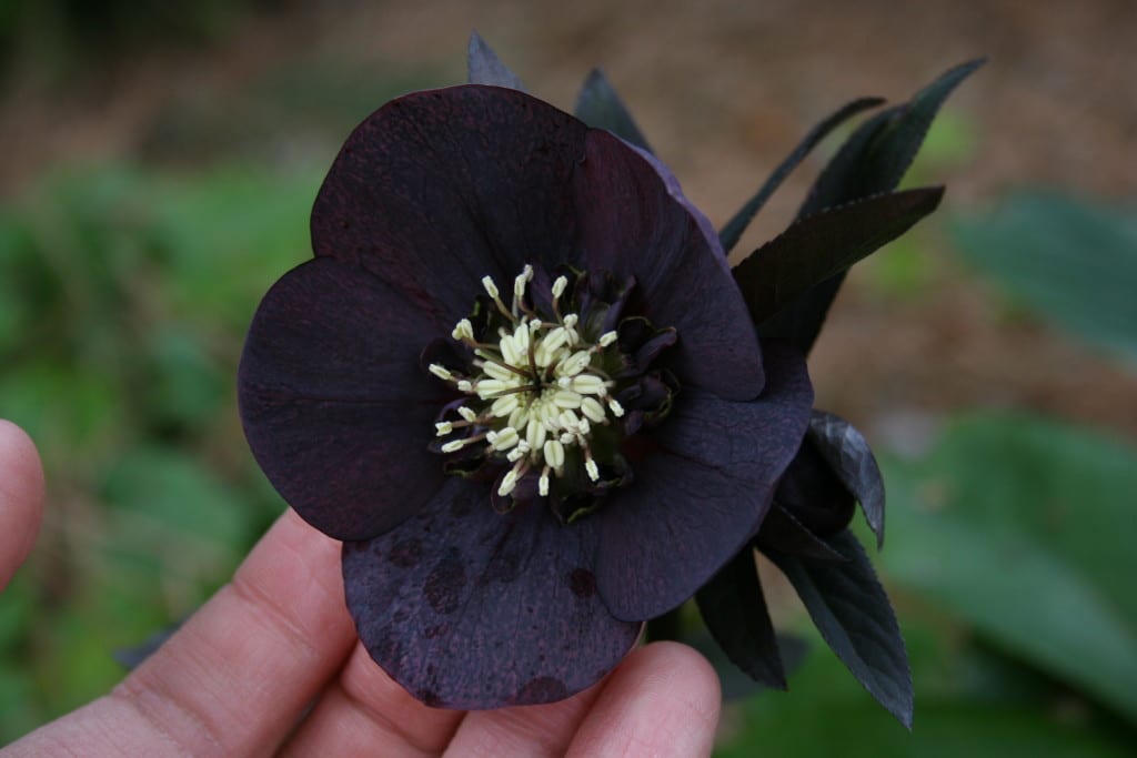 Black hellebore